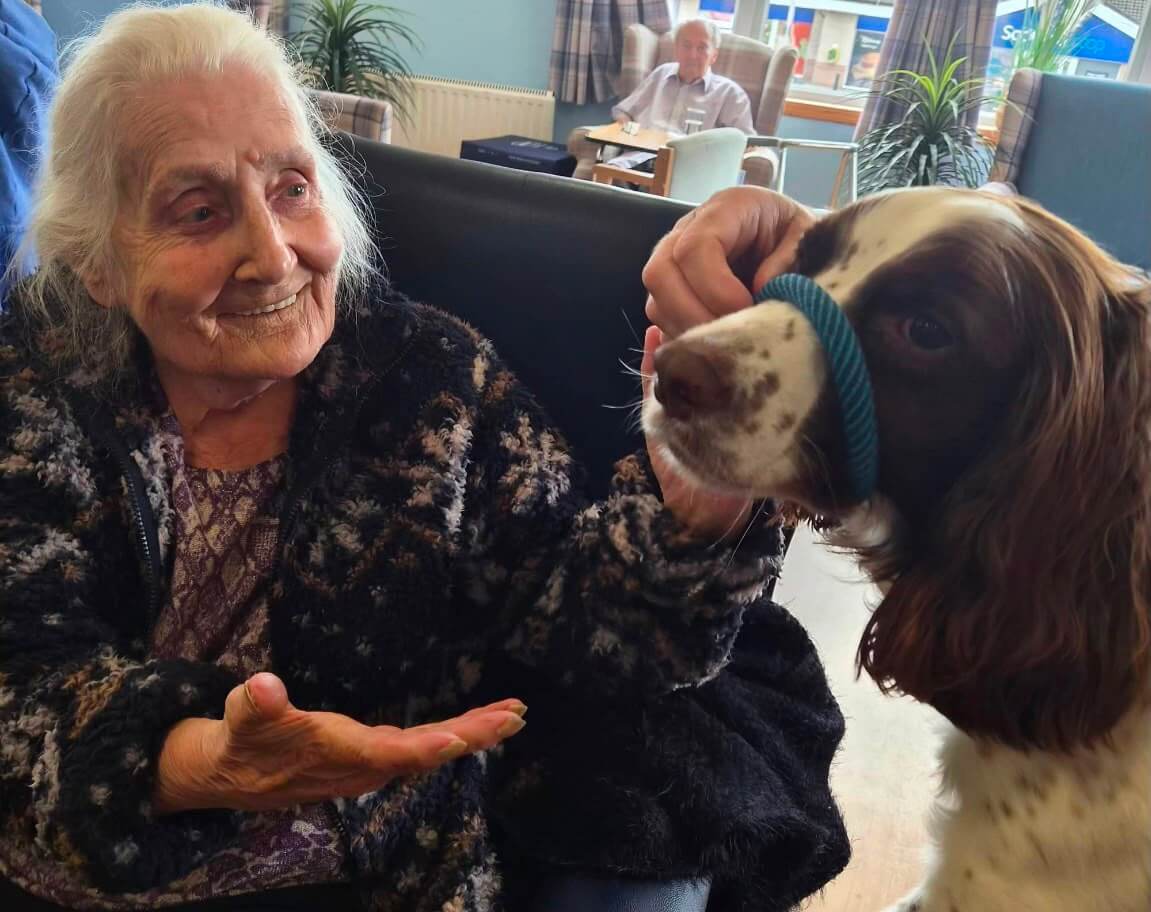 A lady sits in an armchair beaming - she holds her hand out to a spaniel-like dog 