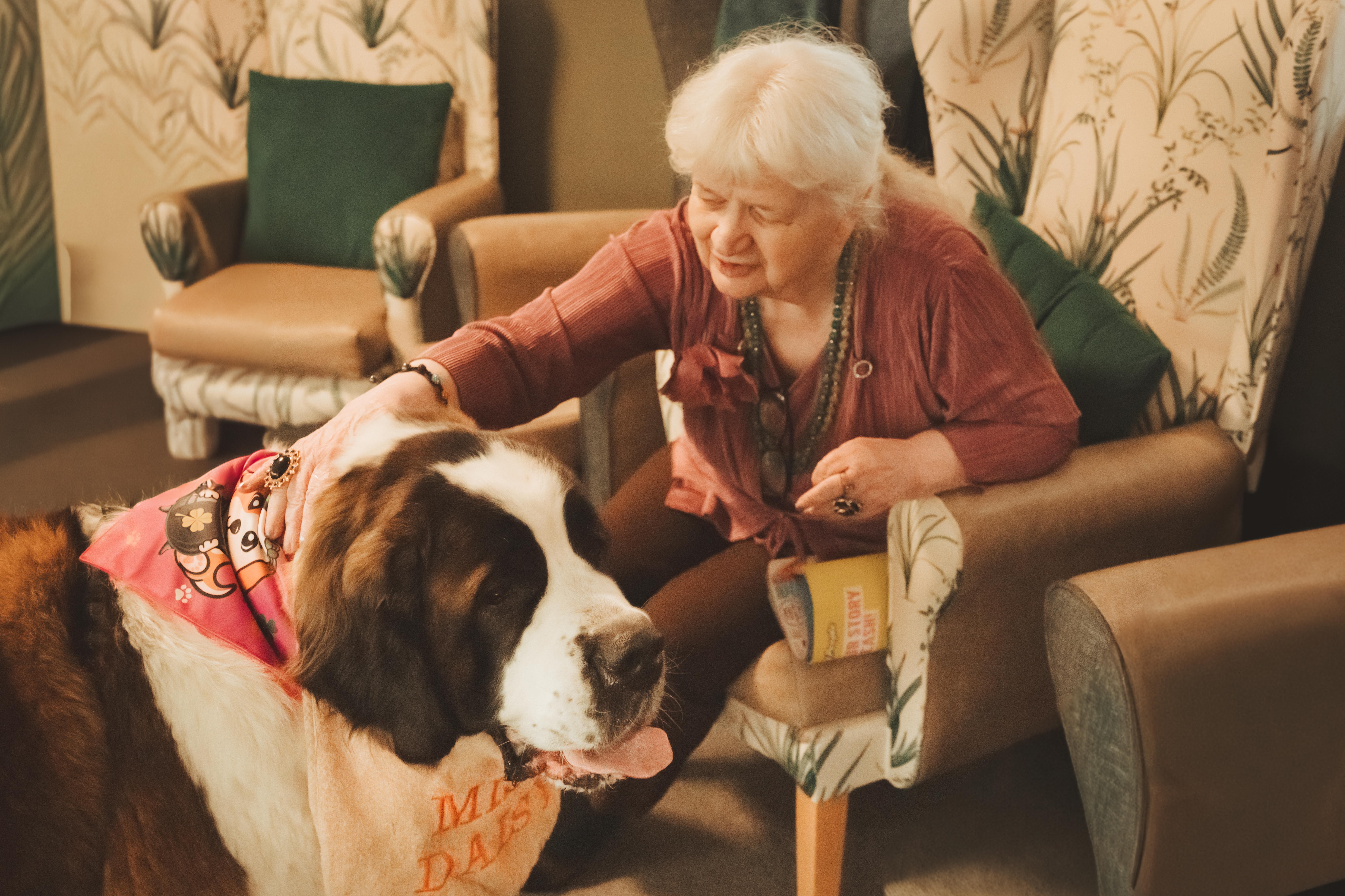 An elderly woman with white hair leans forward from her armchair to pet a large Saint Bernard dog. The dog is wearing a pink bandana and a bib that says "Miss Daisy." The resident has a joyful expression as she interacts with the therapy animal in a cosy lounge setting.