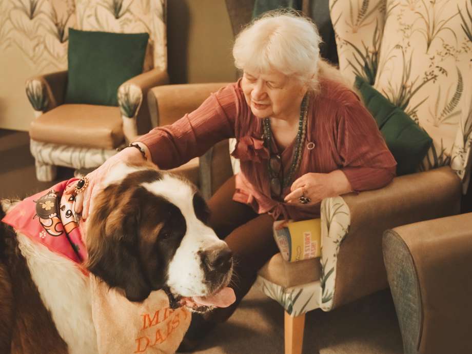 An elderly woman with white hair leans forward from her armchair to pet a large Saint Bernard dog. The dog is wearing a pink bandana and a bib that says "Miss Daisy." The resident has a joyful expression as she interacts with the therapy animal in a cosy lounge setting.